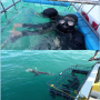 sharksdive